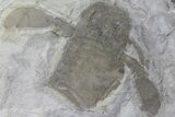 Eurypterus (Sea Scorpion) Fossil - New York #179491-2